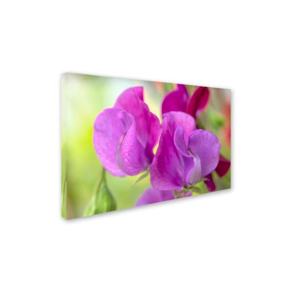 Cora Niele 'Two Sweet Pea Flowers' Canvas Art,30x47